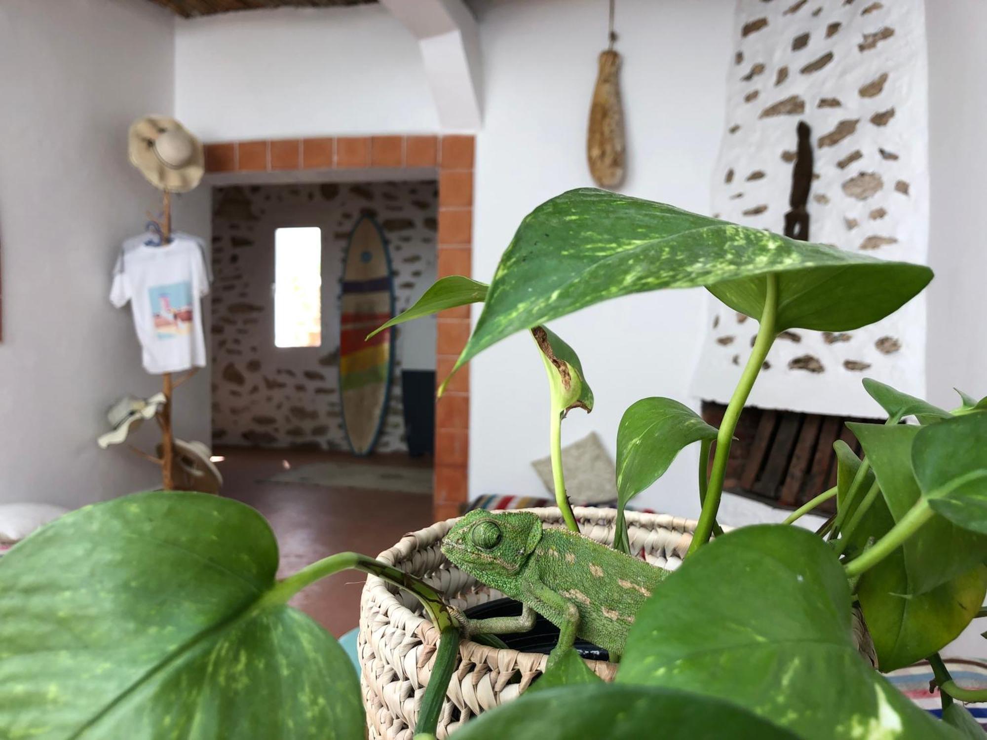 Surf Housemaroc Hostel Essaouira Bagian luar foto